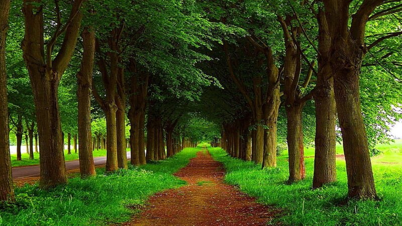 Un camino en el bosque