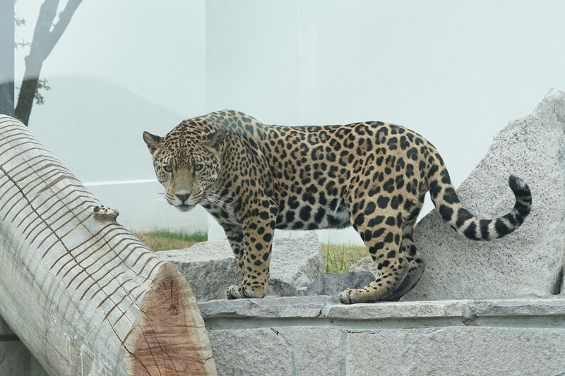 Jaguar en cautiverio