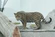 Por la ola de calor implementan medidas para proteger a 530 animales del zoológico de Ecatepec