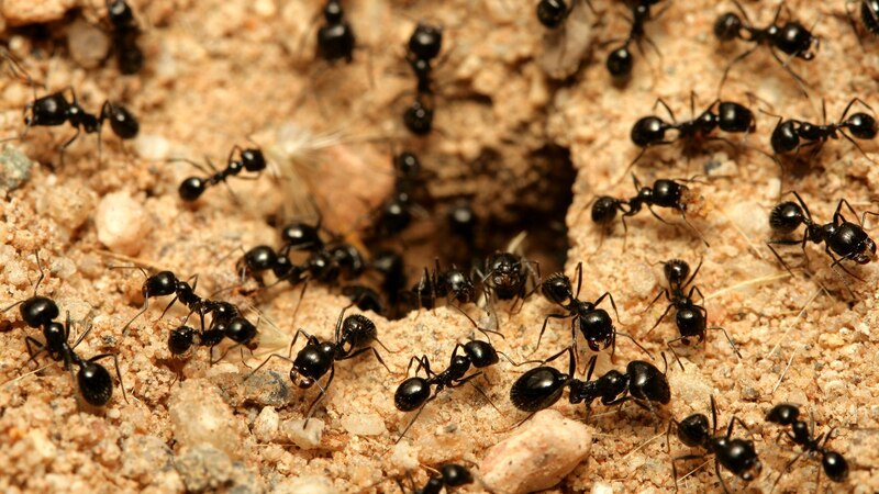 Hormigas trabajando juntas para recolectar comida