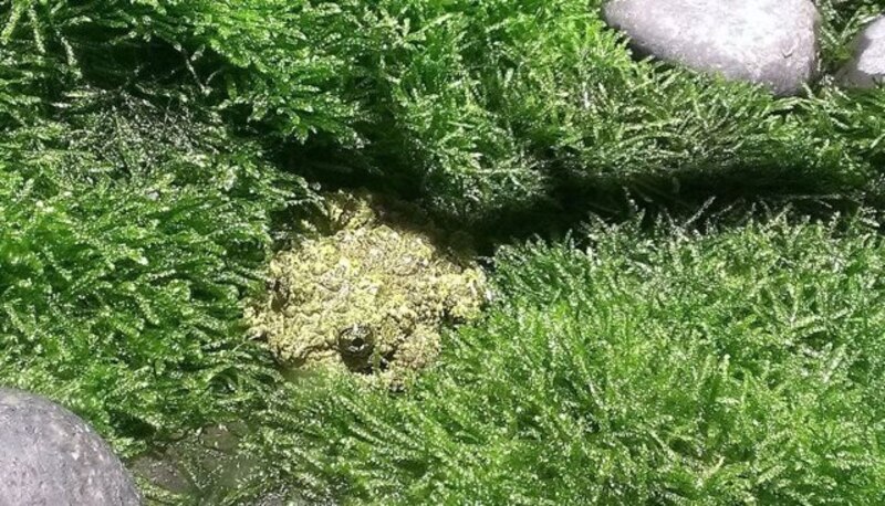 Ranas en el musgo