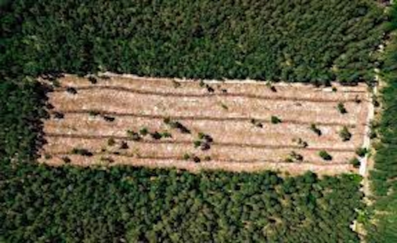 Deforestación en la Amazonía