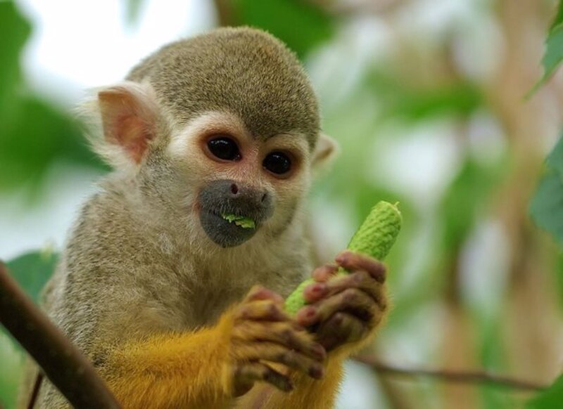 Mono tití comiendo un pepino