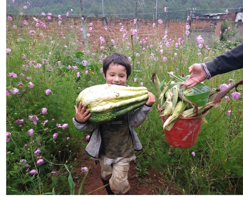 Niño campesino cosechando maíz