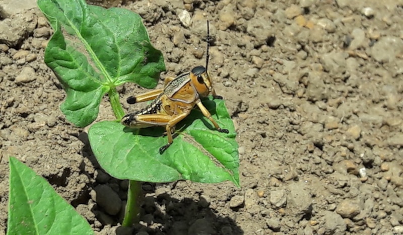 Un chapulín arriba de una hoja en una planta que está brotando del piso