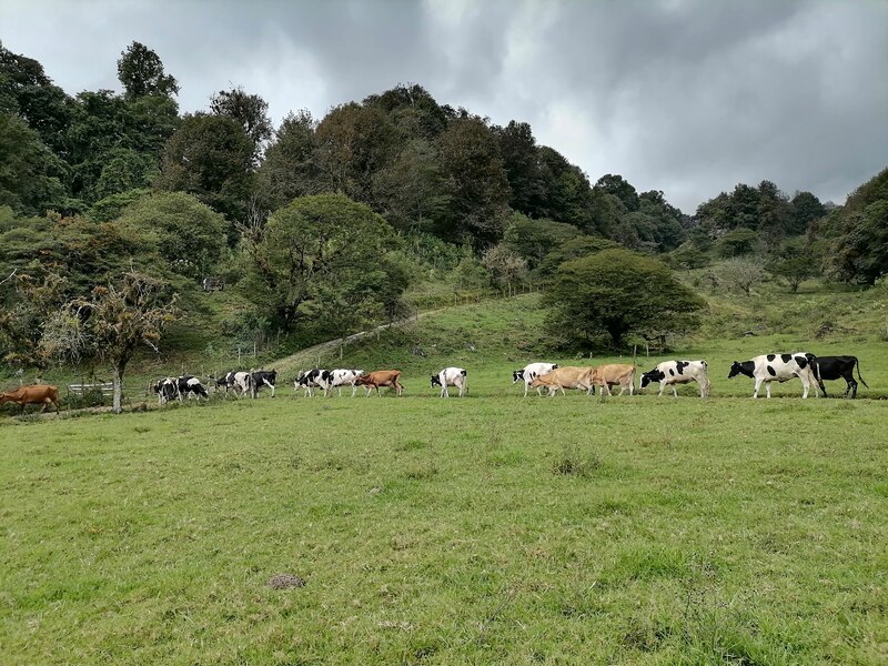 Vacas pastando en una pradera verde