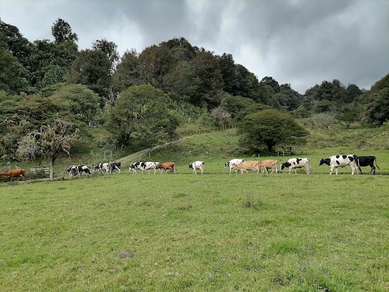 Vacas pastando en una pradera verde