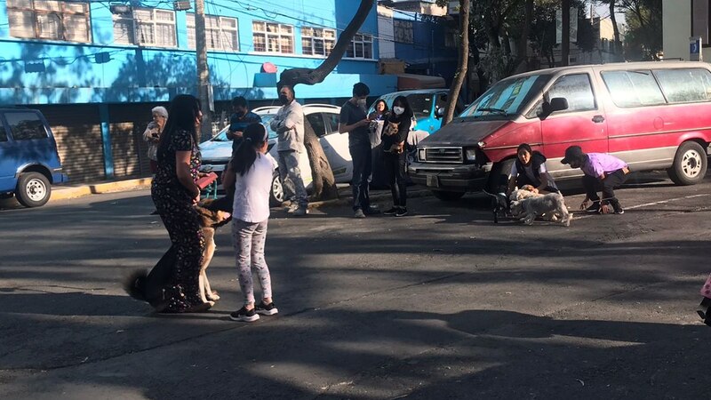 Personas paseando a sus perros