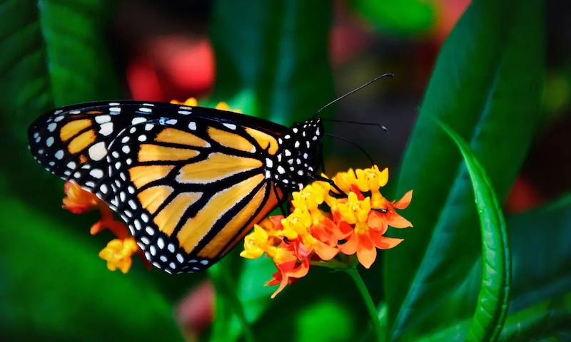 Mariposa monarca en una flor de lantana