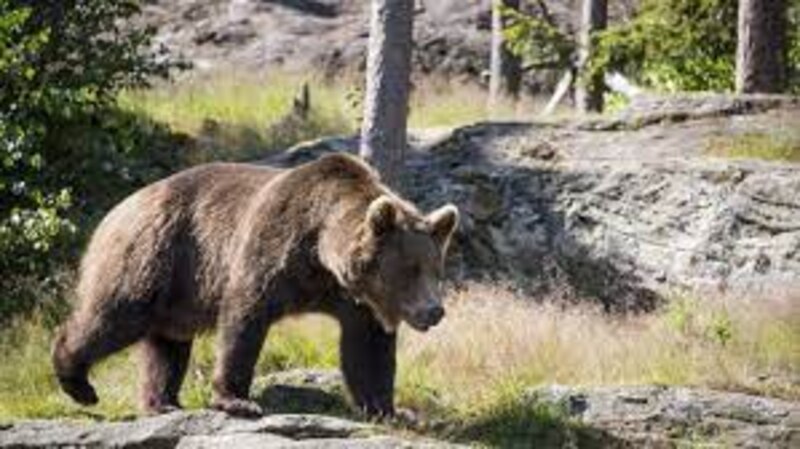 Oso pardo en su hábitat natural