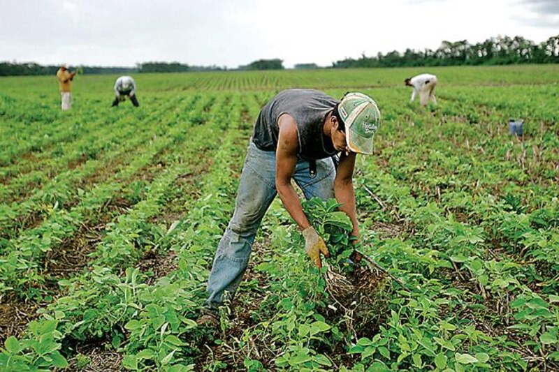 Jornaleros trabajando en el campo