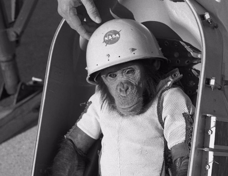 Chimpancé con casco de astronauta de la NASA