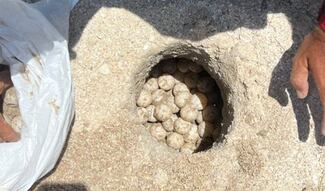 Tamaulipas supera los 207 mil huevos de tortuga lora protegidos en 2026
