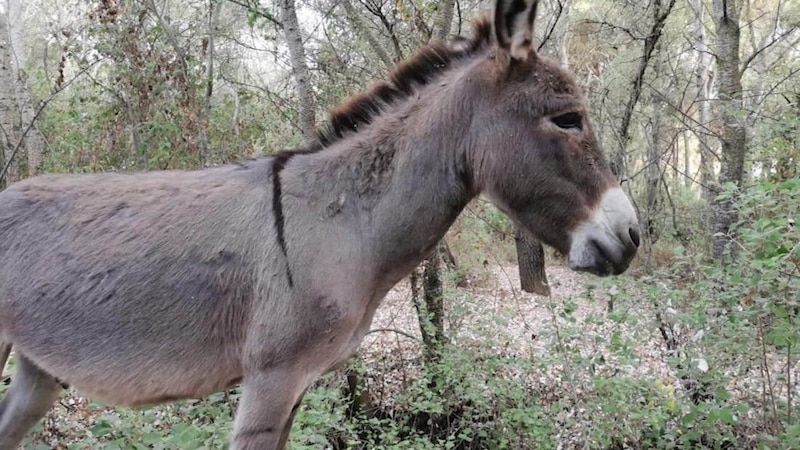 Un burro en el bosque