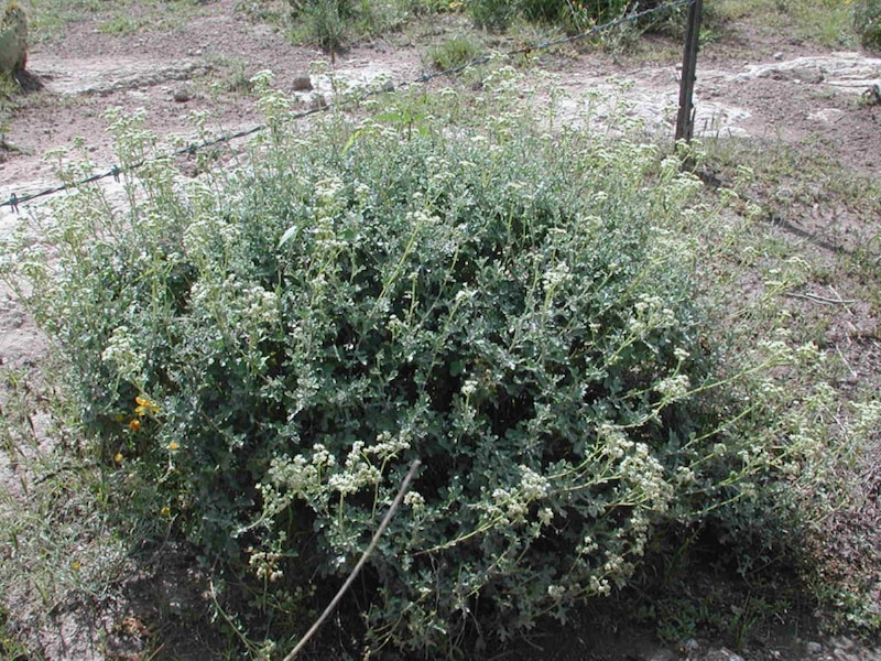 El arbusto de creosota, también conocido como gobernadora, es una planta leñosa del desierto