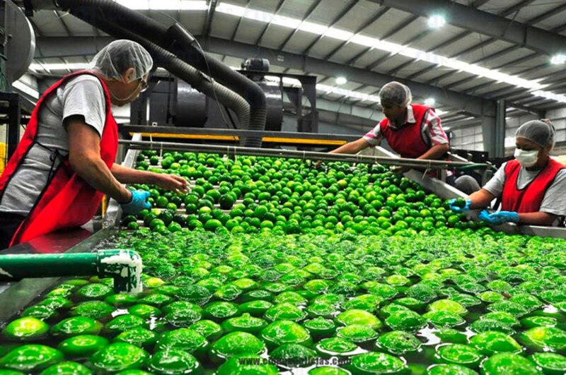 Trabajadores clasificando limones en una empacadora