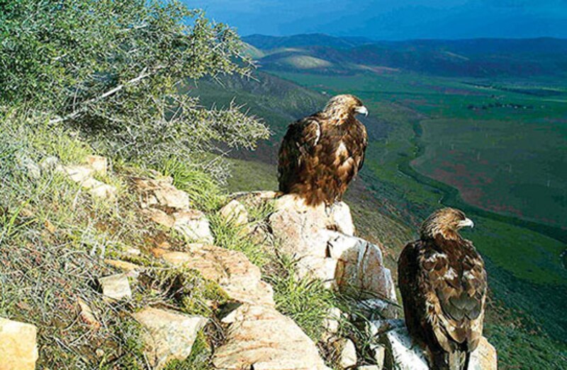 Águilas reales en las montañas