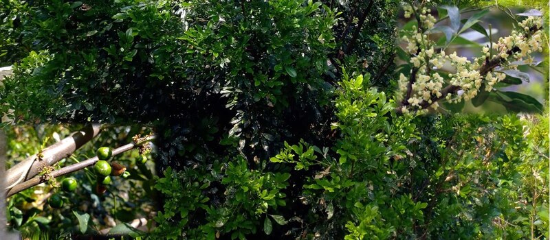Árboles y plantas