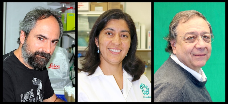 Investigadores de la Universidad de Granada trabajan en el desarrollo de nuevos fármacos contra el cáncer