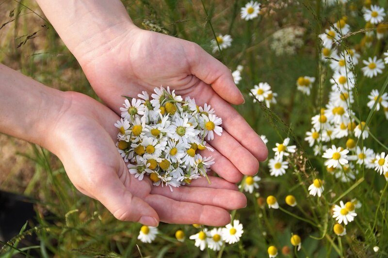 Las margaritas son flores hermosas y delicadas que se pueden encontrar en muchos lugares del mundo. Son un símbolo de pureza e inocencia, y a menudo se usan en ramos de novia y otras ocasiones especiales.