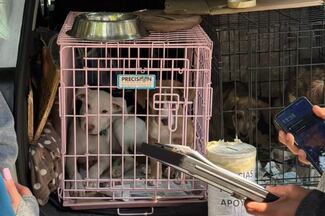 Política para la emancipación animal