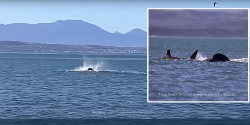 La orca asesina ataca a una ballena franca en Sudáfrica