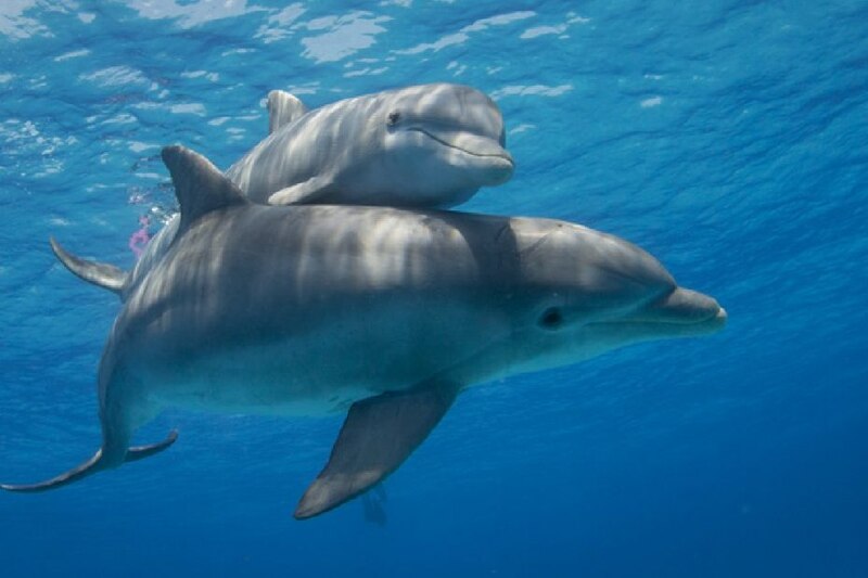 Delfines nadando en el mar