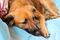 Gusano barrenador en perros: México registra más de 8 mil 500 casos 