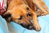 Gusano barrenador en perros: México registra más de 8 mil 500 casos 