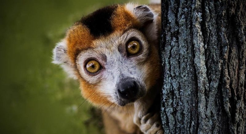 Lemur mirando fijamente