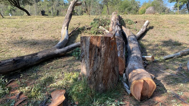 Tronco de árbol cortado en un bosque