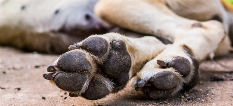 Pies de perro