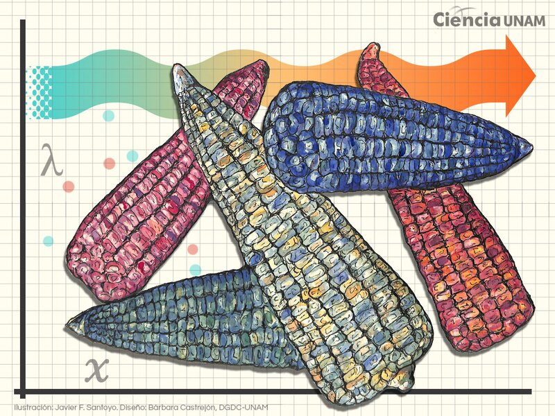 El maíz en la ciencia