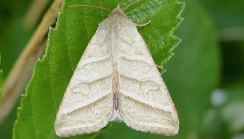 Polilla