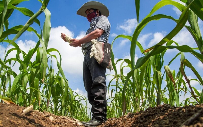 Agricultor mexicano cosecha maíz en un campo