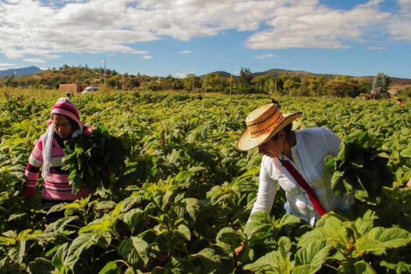 Mujeres cosechando espinacas en un campo