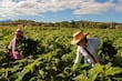 8.6 millones de mexicanos salieron de la inseguridad alimentaria en México, revela informe de la FAO