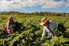 8.6 millones de mexicanos salieron de la inseguridad alimentaria en México, revela informe de la FAO