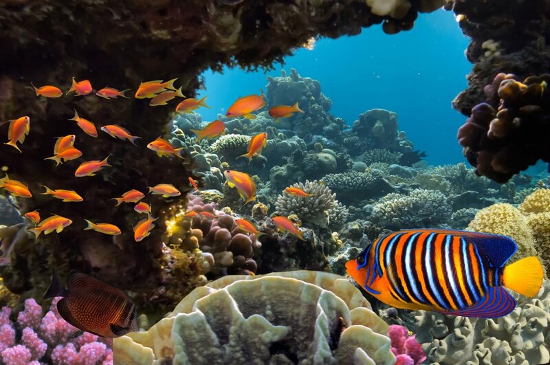 Arrecife de coral con peces de colores