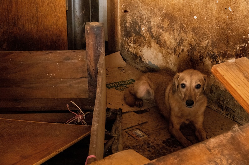 Perro abandonado en un rincón