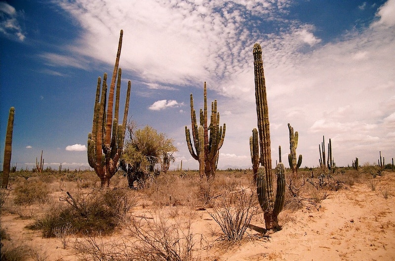 Cactus en el desierto