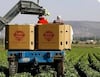 Servicio de inspección de alimentos de EU investiga salmonela en chiles jalapeños de México   