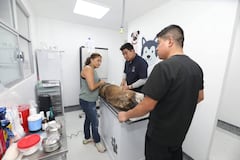 Evelyn Parra lanza campaña de adopción responsable de animales decompañía