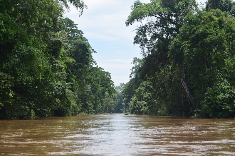 Río en la selva amazónica