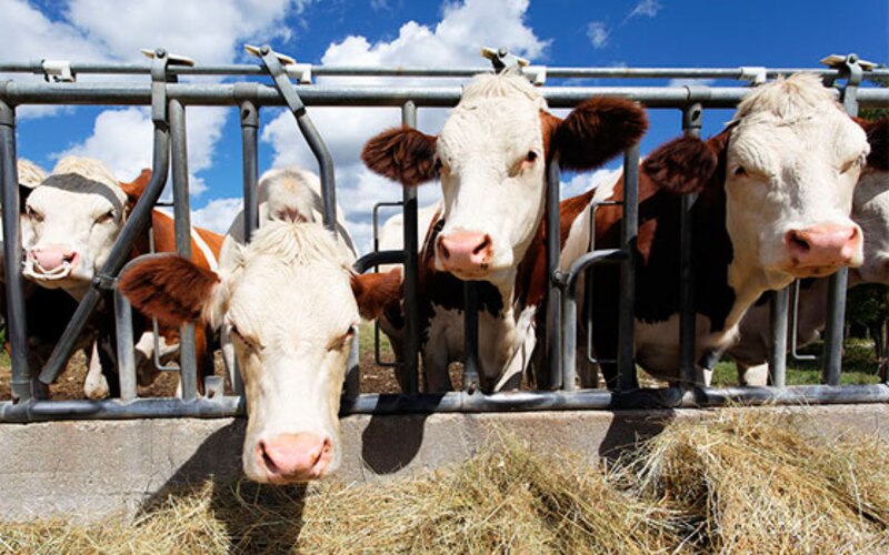 Vacas comiendo heno