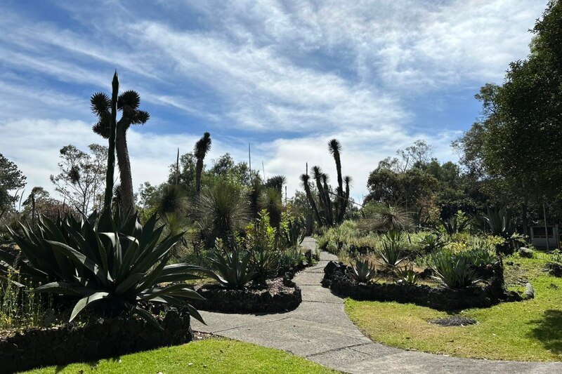 Vista panorámica del Jardín Botánico UNAM con varias especies de cactus.