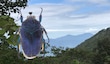 “Escarabajos melífagos” y “escarabajos de las flores”: Diversidad e importancia ecológica