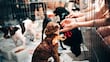 Tlalnepantla realiza Feria de Adopción “Tu Casa, Su Hogar” para promover el bienestar animal﻿