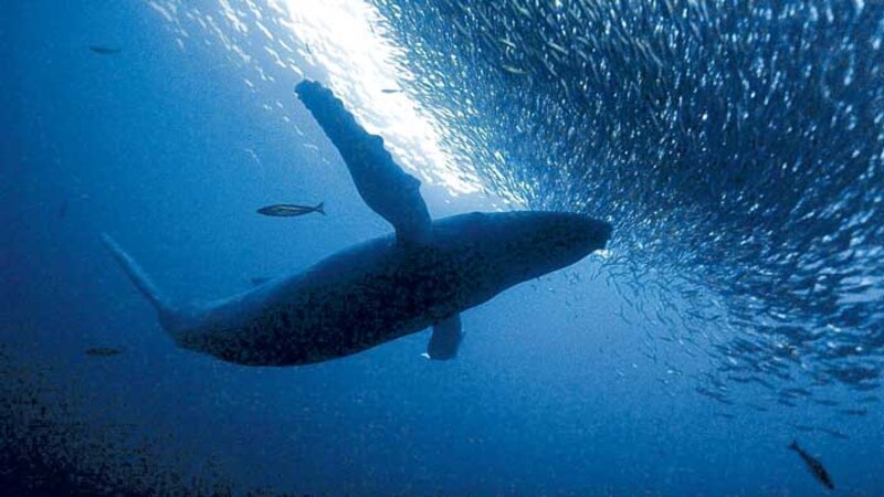Ballena azul alimentándose de peces pequeños