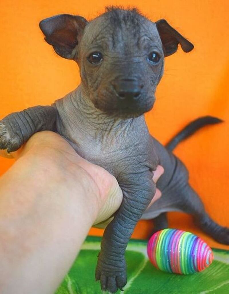 Un perro Xoloitzcuintle cachorro sobre fondo naranja